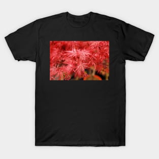 Red Acer Leaves T-Shirt